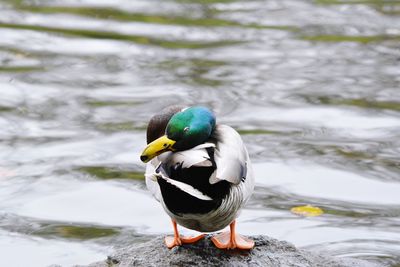 Close-up of a duck in lake