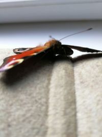 Close-up of insect