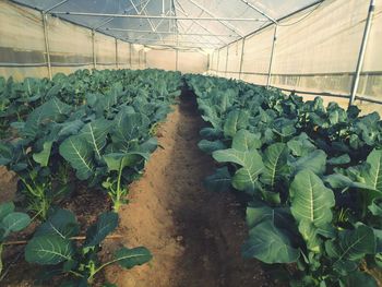 Plants growing in greenhouse