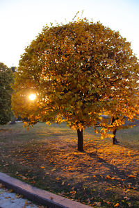 Sun shining through trees during sunset