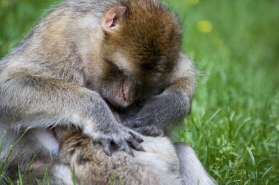 Close-up of monkey sitting on grass