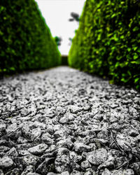 Close-up of leaves on road