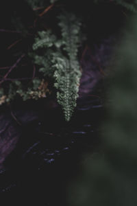 Close-up of plant growing on land