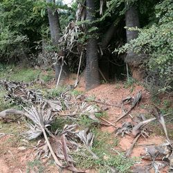 Close-up of tree roots