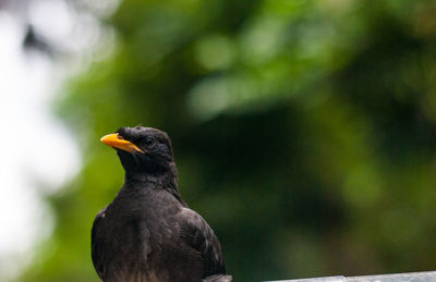 Close-up of a bird