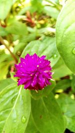 Close-up of pink flowering plant