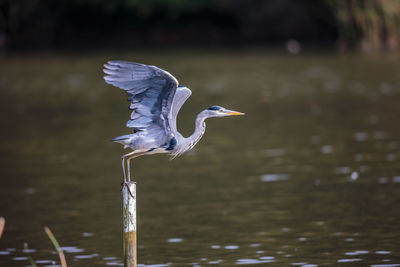 High angle view of gray heron by lake