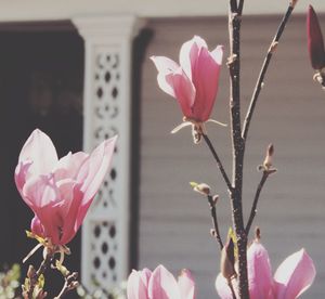 Close-up of pink orchid blooming outdoors
