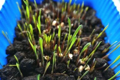 Close-up of plants