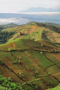 Scenic view of agricultural field