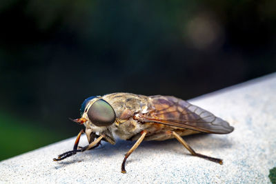 A macro photo of a beautiful horse fly