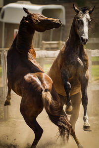 Horses rough housing at ranch