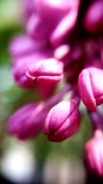 Close-up of pink flowers