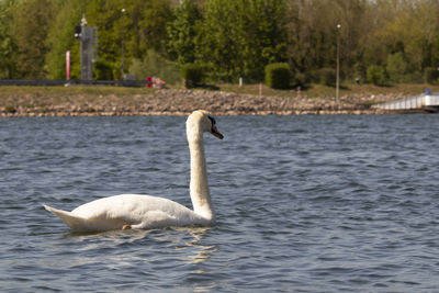 Swan swimming in lake