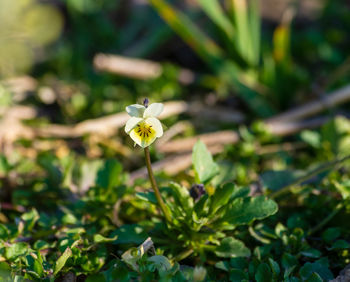 Close-up of yellow flowering plant