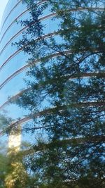 Low angle view of trees against sky