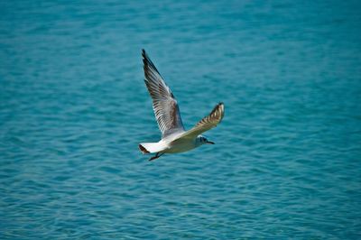 Bird flying over sea