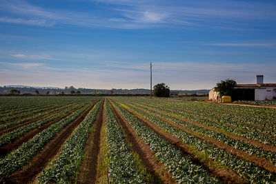 Scenic view of agricultural field against sky