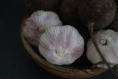 Close-up of white flower