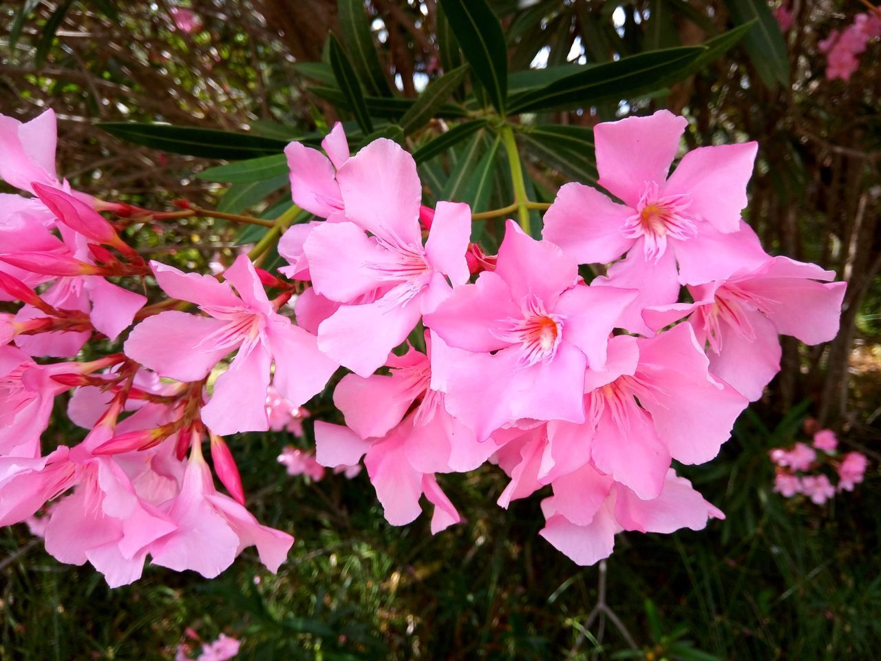 PINK FLOWERING PLANT