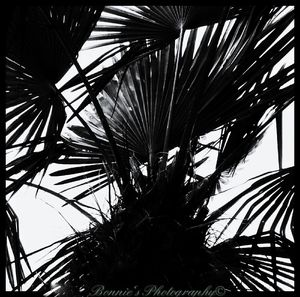 Low angle view of palm trees against sky