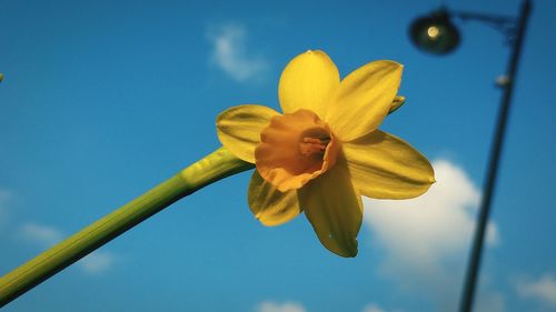 Low angle view of daffodil against blue sky