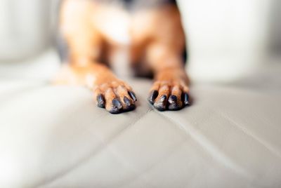 Close-up of dog paw on bed at home