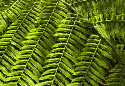 Full frame shot of green leaves