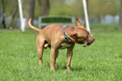 Dog on grass