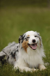 Dog looking away on field