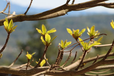 Close-up of succulent plant