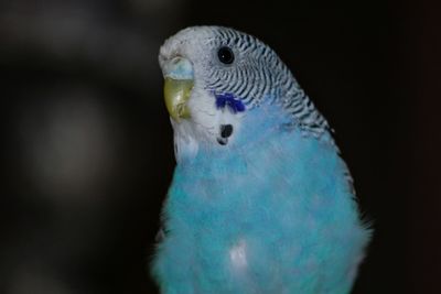 Close-up of parrot