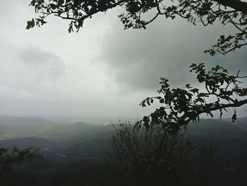 Trees on landscape against sky