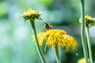 Bee pollinating flower