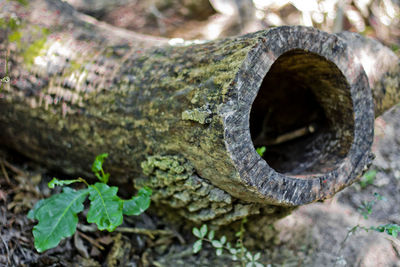 Close-up of hollow tree stump