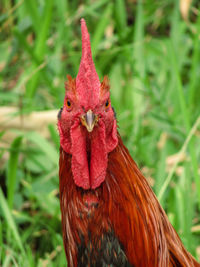 Close-up of rooster