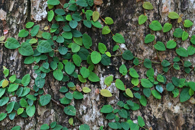 Close-up of ivy growing on tree trunk