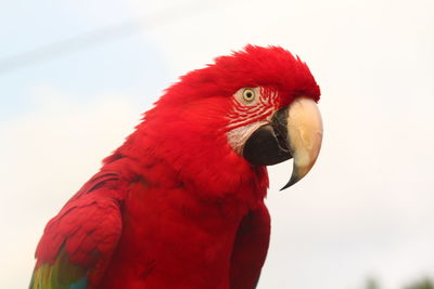 Close-up of parrot against sky