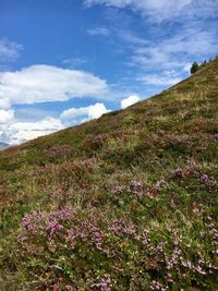 Scenic view of flowering plants on field against sky