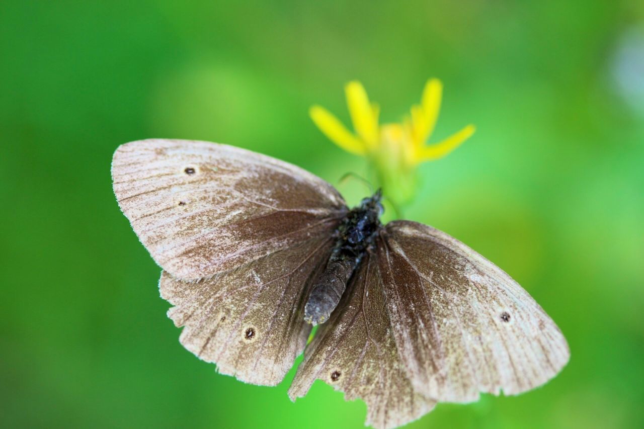 animals in the wild, animal themes, one animal, wildlife, insect, butterfly - insect, butterfly, close-up, animal wing, focus on foreground, beauty in nature, nature, perching, natural pattern, fragility, animal antenna, full length, outdoors, day, leaf