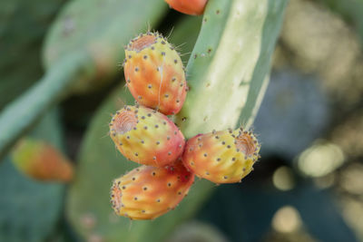 Close-up of prickly pear cactus