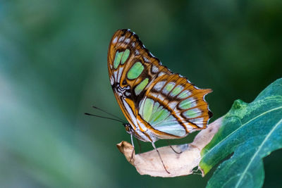 Close-up of butterfly on leaf