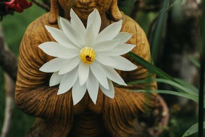 Close-up of white flowering plant