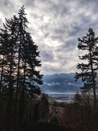 Pine trees by lake in forest against sky