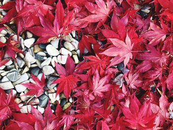 Full frame shot of autumnal leaves