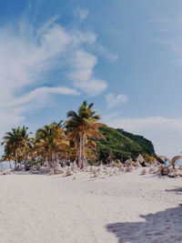 Palm trees on beach against sky