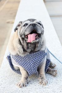 Close-up of dog sitting on footpath