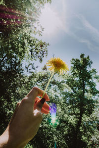 Person hand holding flower against trees and plants