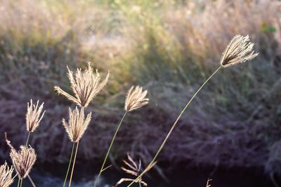 Close-up of wilted flower on field