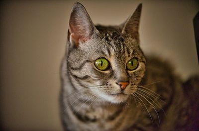 Close-up portrait of a cat